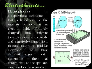 Electrophoresis…
Electrophoresis
is
a separations technique
that is based on the the
mobility of ions in an
electric field. Positively
charged
ions
migrate
towards a negative electrode
and negatively-charged ions
migrate toward a positive
electrode.
Ions
have
different migration rates
depending on their total
charge, size, and shape, and
can therefore be separated.

 
