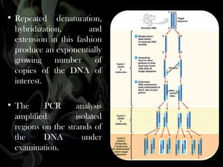 • Repeated denaturation,
hybridization,
and
extension in this fashion
produce an exponentially
growing
number
of
copies of the DNA of
interest.
• The
PCR
analysis
amplified
isolated
regions on the strands of
the
DNA
under
examination. 

 