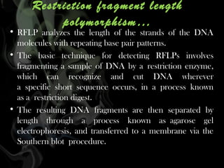 Restriction fragment length
polymorphism…

• RFLP analyzes the length of the strands of the DNA
molecules with repeating base pair patterns.
• The basic technique for detecting RFLPs involves
fragmenting a sample of DNA by a restriction enzyme,
which can recognize and cut DNA wherever
a specific short sequence occurs, in a process known
as a restriction digest.
• The resulting DNA fragments are then separated by
length through a process known as agarose gel
electrophoresis, and transferred to a membrane via the
Southern blot procedure. 

 