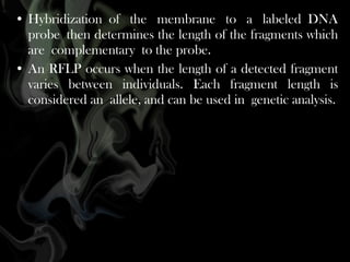 • Hybridization of the membrane to a labeled DNA
probe then determines the length of the fragments which
are complementary to the probe.
• An RFLP occurs when the length of a detected fragment
varies between individuals. Each fragment length is
considered an allele, and can be used in genetic analysis.

 