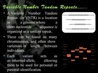 Variable Number Tandem Repeats…..
• A Variable  Number  Tandem 
Repeat  (or VNTR) is a location 
in 
a genome where 
a 
short nucleotide 
sequence is 
organized as a tandem repeat. 
• These  can  be  found  on  many 
chromosomes,  and  often  show   
variations in  length  between 
individuals. 
• Each 
variant 
acts 
as 
an inherited allele, 
allowing 
them  to  be  used  for  personal  or 
parental identification. 

 