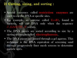 2) Cutting, sizing, and sorting :
• Special enzymes called restriction enzymes are
used to cut the DNA at specific sites.
• For example, an enzyme called EcoR1, found in
bacteria, will cut DNA only when the sequence
5’..GAATTC..3’ occurs.
• The DNA pieces are sorted according to size by a
sieving technique called electrophoresis.
• The DNA pieces are passed through a gel agarose. This
technique is the DNA equivalent of screening sand
through progressively finer mesh screens to determine
particle sizes.

 