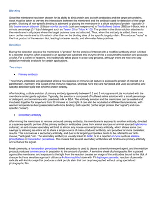 Blocking
Since the membrane has been chosen for its ability to bind protein and as both antibodies and the target are proteins,
steps must be taken to prevent the interactions between the membrane and the antibody used for detection of the target
protein. Blocking of non-specific binding is achieved by placing the membrane in a dilute solution of protein - typically 3-
5% Bovine serum albumin (BSA) or non-fat dry milk (both are inexpensive) in Tris-Buffered Saline (TBS) or I-Block, with a
minute percentage (0.1%) of detergent such as Tween 20 or Triton X-100. The protein in the dilute solution attaches to
the membrane in all places where the target proteins have not attached. Thus, when the antibody is added, there is no
room on the membrane for it to attach other than on the binding sites of the specific target protein. This reduces "noise" in
the final product of the western blot, leading to clearer results, and eliminates false positives.
Detection
During the detection process the membrane is "probed" for the protein of interest with a modified antibody which is linked
to a reporter enzyme; when exposed to an appropriate substrate this enzyme drives a colourimetric reaction and produces
a color. For a variety of reasons, this traditionally takes place in a two-step process, although there are now one-step
detection methods available for certain applications.
Two steps
Primary antibody
The primary antibodies are generated when a host species or immune cell culture is exposed to protein of interest (or a
part thereof). Normally, this is part of the immune response, whereas here they are harvested and used as sensitive and
specific detection tools that bind the protein directly.
After blocking, a dilute solution of primary antibody (generally between 0.5 and 5 micrograms/mL) is incubated with the
membrane under gentle agitation. Typically, the solution is composed of buffered saline solution with a small percentage
of detergent, and sometimes with powdered milk or BSA. The antibody solution and the membrane can be sealed and
incubated together for anywhere from 30 minutes to overnight. It can also be incubated at different temperatures, with
warmer temperatures being associated with more binding, both specific (to the target protein, the "signal") and non-
specific ("noise").
Secondary antibody
After rinsing the membrane to remove unbound primary antibody, the membrane is exposed to another antibody, directed
at a species-specific portion of the primary antibody. Antibodies come from animal sources (or animal sourced hybridoma
cultures); an anti-mouse secondary will bind to almost any mouse-sourced primary antibody, which allows some cost
savings by allowing an entire lab to share a single source of mass-produced antibody, and provides far more consistent
results. This is known as a secondary antibody, and due to its targeting properties, tends to be referred to as "anti-
mouse," "anti-goat," etc. The secondary antibody is usually linked to biotin or to a reporter enzyme such as alkaline
phosphatase or horseradish peroxidase. This means that several secondary antibodies will bind to one primary antibody
and enhance the signal.
Most commonly, a horseradish peroxidase-linked secondary is used to cleave a chemiluminescent agent, and the reaction
product produces luminescence in proportion to the amount of protein. A sensitive sheet of photographic film is placed
against the membrane, and exposure to the light from the reaction creates an image of the antibodies bound to the blot. A
cheaper but less sensitive approach utilizes a 4-chloronaphthol stain with 1% hydrogen peroxide; reaction of peroxide
radicals with 4-chloronaphthol produces a dark purple stain that can be photographed without using specialized
photographic film.
 