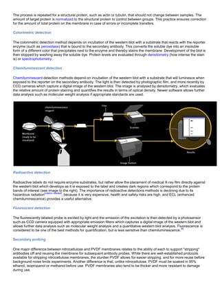 The process is repeated for a structural protein, such as actin or tubulin, that should not change between samples. The
amount of target protein is normalized to the structural protein to control between groups. This practice ensures correction
for the amount of total protein on the membrane in case of errors or incomplete transfers.
Colorimetric detection
The colorimetric detection method depends on incubation of the western blot with a substrate that reacts with the reporter
enzyme (such as peroxidase) that is bound to the secondary antibody. This converts the soluble dye into an insoluble
form of a different color that precipitates next to the enzyme and thereby stains the membrane. Development of the blot is
then stopped by washing away the soluble dye. Protein levels are evaluated through densitometry (how intense the stain
is) or spectrophotometry.
Chemiluminescent detection
Chemiluminescent detection methods depend on incubation of the western blot with a substrate that will luminesce when
exposed to the reporter on the secondary antibody. The light is then detected by photographic film, and more recently by
CCD cameras which capture a digital image of the western blot. The image is analysed by densitometry, which evaluates
the relative amount of protein staining and quantifies the results in terms of optical density. Newer software allows further
data analysis such as molecular weight analysis if appropriate standards are used.
Radioactive detection
Radioactive labels do not require enzyme substrates, but rather allow the placement of medical X-ray film directly against
the western blot which develops as it is exposed to the label and creates dark regions which correspond to the protein
bands of interest (see image to the right). The importance of radioactive detections methods is declining due to its
hazardous radiation
[citation needed]
, because it is very expensive, health and safety risks are high, and ECL (enhanced
chemiluminescence) provides a useful alternative.
Fluorescent detection
The fluorescently labeled probe is excited by light and the emission of the excitation is then detected by a photosensor
such as CCD camera equipped with appropriate emission filters which captures a digital image of the western blot and
allows further data analysis such as molecular weight analysis and a quantitative western blot analysis. Fluorescence is
considered to be one of the best methods for quantification, but is less sensitive than chemiluminescence.
[8]
Secondary probing
One major difference between nitrocellulose and PVDF membranes relates to the ability of each to support "stripping"
antibodies off and reusing the membrane for subsequent antibody probes. While there are well-established protocols
available for stripping nitrocellulose membranes, the sturdier PVDF allows for easier stripping, and for more reuse before
background noise limits experiments. Another difference is that, unlike nitrocellulose, PVDF must be soaked in 95%
ethanol, isopropanol or methanol before use. PVDF membranes also tend to be thicker and more resistant to damage
during use.
 