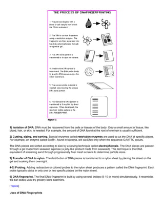 1) Isolation of DNA. DNA must be recovered from the cells or tissues of the body. Only a small amount of tissue, like
blood, hair, or skin, is needed. For example, the amount of DNA found at the root of one hair is usually sufficient.
2) Cutting, sizing, and sorting. Special enzymes called restriction enzymes are used to cut the DNA at specific places.
For example, an enzyme called EcoR1, found in bacteria, will cut DNA only when the sequence GAATTC occurs.
The DNA pieces are sorted according to size by a sieving technique called electrophoresis. The DNA pieces are passed
through a gel made from seaweed agarose (a jelly-like product made from seaweed). This technique is the DNA
equivalent of screening sand through progressively finer mesh screens to determine particle sizes.
3) Transfer of DNA to nylon. The distribution of DNA pieces is transferred to a nylon sheet by placing the sheet on the
gel and soaking them overnight.
4-5) Probing. Adding radioactive or colored probes to the nylon sheet produces a pattern called the DNA fingerprint. Each
probe typically sticks in only one or two specific places on the nylon sheet.
6) DNA fingerprint. The final DNA fingerprint is built by using several probes (5-10 or more) simultaneously. It resembles
the bar codes used by grocery store scanners.
[Topics]
Uses of DNA Fingerprints
 
