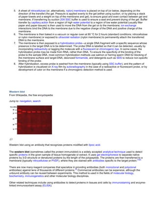 5. A sheet of nitrocellulose (or, alternatively, nylon) membrane is placed on top of (or below, depending on the
direction of the transfer) the gel. Pressure is applied evenly to the gel (either using suction, or by placing a stack
of paper towels and a weight on top of the membrane and gel), to ensure good and even contact between gel and
membrane. If transferring by suction 20X SSC buffer is used to ensure a seal and prevent drying of the gel. Buffer
transfer by capillary action from a region of high water potential to a region of low water potential (usually filter
paper and paper tissues) is then used to move the DNA from the gel on to the membrane; ion exchange
interactions bind the DNA to the membrane due to the negative charge of the DNA and positive charge of the
membrane.
6. The membrane is then baked in a vacuum or regular oven at 80 °C for 2 hours (standard conditions; nitrocellulose
or nylon membrane) or exposed to ultraviolet radiation (nylon membrane) to permanently attach the transferred
DNA to the membrane.
7. The membrane is then exposed to a hybridization probe—a single DNA fragment with a specific sequence whose
presence in the target DNA is to be determined. The probe DNA is labelled so that it can be detected, usually by
incorporating radioactivity or tagging the molecule with a fluorescent or chromogenic dye. In some cases, the
hybridization probe may be made from RNA, rather than DNA. To ensure the specificity of the binding of the
probe to the sample DNA, most common hybridization methods use salmon or herring sperm DNA for blocking of
the membrane surface and target DNA, deionized formamide, and detergents such as SDS to reduce non-specific
binding of the probe.
8. After hybridization, excess probe is washed from the membrane (typically using SSC buffer), and the pattern of
hybridization is visualized on X-ray film by autoradiography in the case of a radioactive or fluorescent probe, or by
development of color on the membrane if a chromogenic detection method is used.
Western blot
From Wikipedia, the free encyclopedia
Jump to: navigation, search
Western blot using an antibody that recognizes proteins modified with lipoic acid.
The western blot (sometimes called the protein immunoblot) is a widely accepted analytical technique used to detect
specific proteins in the given sample of tissue homogenate or extract. It uses gel electrophoresis to separate native
proteins by 3-D structure or denatured proteins by the length of the polypeptide. The proteins are then transferred to a
membrane (typically nitrocellulose or PVDF), where they are stained with antibodies specific to the target protein.
[1][2]
There are now many reagent companies that specialize in providing antibodies (both monoclonal and polyclonal
antibodies) against tens of thousands of different proteins.
[3]
Commercial antibodies can be expensive, although the
unbound antibody can be reused between experiments. This method is used in the fields of molecular biology,
biochemistry, immunogenetics and other molecular biology disciplines.
Other related techniques include using antibodies to detect proteins in tissues and cells by immunostaining and enzyme-
linked immunosorbent assay (ELISA).
 