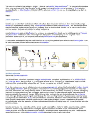 The method originated in the laboratory of Harry Towbin at the Friedrich Miescher Institute
[1]
. The name Western blot was
given to the technique by W. Neal Burnette
[4]
and is a play on the name Southern blot, a technique for DNA detection
developed earlier by Edwin Southern. Detection of RNA is termed northern blot and was developed by George Stark at
Stanford
[5]
.
Steps
Tissue preparation
Samples can be taken from whole tissue or from cell culture. Solid tissues are first broken down mechanically using a
blender (for larger sample volumes), using a homogenizer (smaller volumes), or by sonication. Cells may also be broken
open by one of the above mechanical methods. However, virus or environmental samples can be the source of protein
and thus western blotting is not restricted to cellular studies only.
Assorted detergents, salts, and buffers may be employed to encourage lysis of cells and to solubilize proteins. Protease
and phosphatase inhibitors are often added to prevent the digestion of the sample by its own enzymes. Tissue
preparation is often done at cold temperatures to avoid protein denaturing and degradation.
A combination of biochemical and mechanical techniques – comprising various types of filtration and centrifugation – can
be used to separate different cell compartments and organelles.
Gel electrophoresis
Main article: Gel electrophoresis
The proteins of the sample are separated using gel electrophoresis. Separation of proteins may be by isoelectric point
(pI), molecular weight, electric charge, or a combination of these factors. The nature of the separation depends on the
treatment of the sample and the nature of the gel. This is a very useful way to identify a protein.
By far the most common type of gel electrophoresis employs polyacrylamide gels and buffers loaded with sodium dodecyl
sulfate (SDS). SDS-PAGE (SDS polyacrylamide gel electrophoresis) maintains polypeptides in a denatured state once
they have been treated with strong reducing agents to remove secondary and tertiary structure (e.g. disulfide bonds [S-S]
to sulfhydryl groups [SH and SH]) and thus allows separation of proteins by their molecular weight. Sampled proteins
become covered in the negatively charged SDS and move to the positively charged electrode through the acrylamide
mesh of the gel. Smaller proteins migrate faster through this mesh and the proteins are thus separated according to size
(usually measured in kilodaltons, kDa). The concentration of acrylamide determines the resolution of the gel - the greater
the acrylamide concentration the better the resolution of lower molecular weight proteins. The lower the acrylamide
concentration the better the resolution of higher molecular weight proteins. Proteins travel only in one dimension along the
gel for most blots.
Samples are loaded into wells in the gel. One lane is usually reserved for a marker or ladder, a commercially available
mixture of proteins having defined molecular weights, typically stained so as to form visible, coloured bands. When
voltage is applied along the gel, proteins migrate through it at different speeds dependent on their size. These different
rates of advancement (different electrophoretic mobilities) separate into bands within each lane.
 