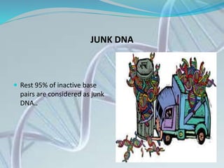 JUNK DNA
 Rest 95% of inactive base
pairs are considered as junk
DNA..
 