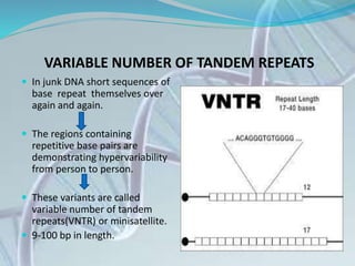VARIABLE NUMBER OF TANDEM REPEATS
 In junk DNA short sequences of
base repeat themselves over
again and again.
 The regions containing
repetitive base pairs are
demonstrating hypervariability
from person to person.
 These variants are called
variable number of tandem
repeats(VNTR) or minisatellite.
 9-100 bp in length.
 