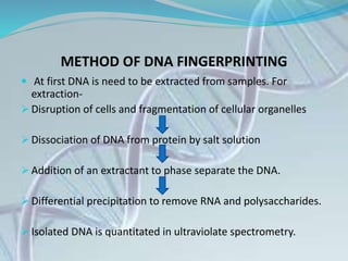 METHOD OF DNA FINGERPRINTING
 At first DNA is need to be extracted from samples. For
extraction-
 Disruption of cells and fragmentation of cellular organelles
 Dissociation of DNA from protein by salt solution
 Addition of an extractant to phase separate the DNA.
 Differential precipitation to remove RNA and polysaccharides.
 Isolated DNA is quantitated in ultraviolate spectrometry.
 