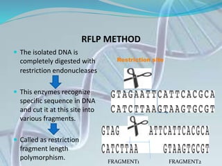 RFLP METHOD
 The isolated DNA is
completely digested with
restriction endonucleases
 This enzymes recognize
specific sequence in DNA
and cut it at this site into
various fragments.
 Called as restriction
fragment length
polymorphism.
Restriction site
FRAGMENT1 FRAGMENT2
 