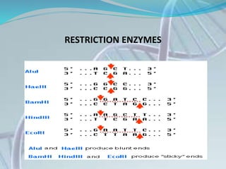 RESTRICTION ENZYMES
 