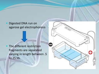  Digested DNA run on
agarose gel electrophoresis
 The different restriction
fragments are separated
varying in length between .5
to 25 kb.
 
