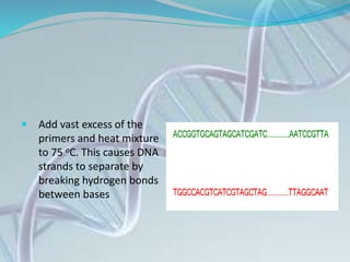  Add vast excess of the
primers and heat mixture
to 75 oC. This causes DNA
strands to separate by
breaking hydrogen bonds
between bases
 