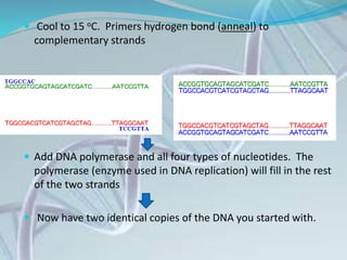  Cool to 15 oC. Primers hydrogen bond (anneal) to
complementary strands
 Add DNA polymerase and all four types of nucleotides. The
polymerase (enzyme used in DNA replication) will fill in the rest
of the two strands
 Now have two identical copies of the DNA you started with.
 