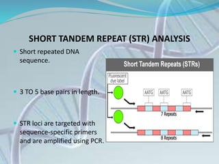 SHORT TANDEM REPEAT (STR) ANALYSIS
 Short repeated DNA
sequence.
 3 TO 5 base pairs in length.
 STR loci are targeted with
sequence-specific primers
and are amplified using PCR.
 