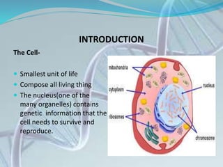 INTRODUCTION
The Cell-
 Smallest unit of life
 Compose all living thing
 The nucleus(one of the
many organelles) contains
genetic information that the
cell needs to survive and
reproduce.
 