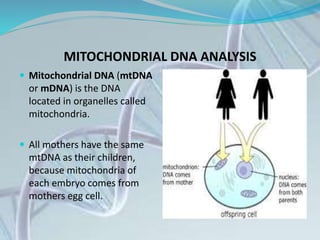 MITOCHONDRIAL DNA ANALYSIS
 Mitochondrial DNA (mtDNA
or mDNA) is the DNA
located in organelles called
mitochondria.
 All mothers have the same
mtDNA as their children,
because mitochondria of
each embryo comes from
mothers egg cell.
 