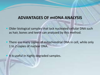 ADVANTAGES OF mtDNA ANALYSIS
 Older biological samples that lack nucleated cellular DNA such
as hair, bones and teeth can analyzed by this method.
 There are many copies of mitochondrial DNA in cell, while only
1 to 2 copies of nuclear DNA.
 It is useful in highly degraded samples.
 