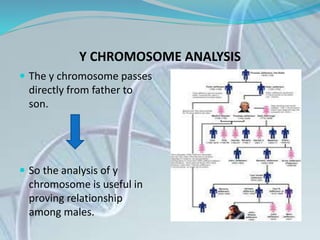 Y CHROMOSOME ANALYSIS
 The y chromosome passes
directly from father to
son.
 So the analysis of y
chromosome is useful in
proving relationship
among males.
 