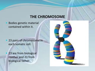 THE CHROMOSOME
 Bodies genetic material
contained within it.
 23 pairs of chromosome in
each somatic cell.
 23 are from biological
mother and 23 from
biological father.
 