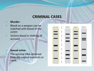 CRIMINAL CASES
 Murder-
 Blood on a weapon can be
matched with blood of the
victim
 Victims blood in clothing of
accused
 Sexual crime-
 The seminal DNA obtained
from the vaginal aspirants or
swab.
 