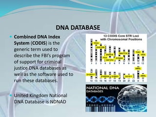 DNA DATABASE
 Combined DNA Index
System (CODIS) is the
generic term used to
describe the FBI’s program
of support for criminal
justice DNA databases as
well as the software used to
run these databases.
 United Kingdom National
DNA Database is NDNAD
 