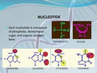 NUCLEOTIDE
 Each nucleotide is composed
of phosphate, deoxyribose
sugar, and organic nitrogen
base.
PHOSPHATE SUGAR
ADENINE GUANINE CYTOSINE THYMINE
 