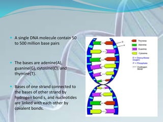  A single DNA molecule contain 50
to 500 million base pairs
 The bases are adenine(A),
guanine(G), cytosine(C), and
thymine(T).
 Bases of one strand connected to
the bases of other strand by
hydrogen bond s, and nucleotides
are linked with each other by
covalent bonds.
 