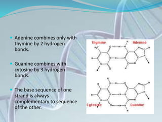  Adenine combines only with
thymine by 2 hydrogen
bonds.
 Guanine combines with
cytosine by 3 hydrogen
bonds.
 The base sequence of one
strand is always
complementary to sequence
of the other.
 
