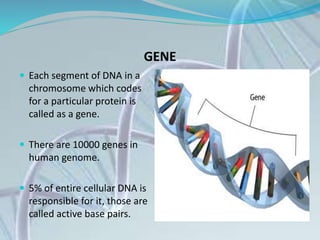 GENE
 Each segment of DNA in a
chromosome which codes
for a particular protein is
called as a gene.
 There are 10000 genes in
human genome.
 5% of entire cellular DNA is
responsible for it, those are
called active base pairs.
 