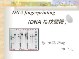 DNA fingerprinting 
(DNA指紋圖譜) 
By Yu Zhi Heng 
7B (30) 
 
