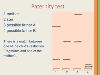 Dna fingerprinting | PPTX