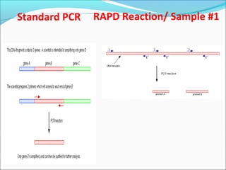 Standard PCR RAPD Reaction/ Sample #1
 