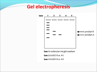 Gel electropheresis
 