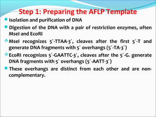 Step 1: Preparing the AFLP Template
Isolation and purification of DNA
Digestion of the DNA with a pair of restriction enzymes, often
MseI and EcoRI
MseI recognizes 5 -TTAA-3 , cleaves after the first 5 -T and′ ′ ′
generate DNA fragments with 5 overhangs (5 -TA-3 )′ ′ ′
EcoRI recognizes 5 -GAATTC-3 , cleaves after the 5 -G. generate′ ′ ′
DNA fragments with 5 overhangs (5 -AATT-3 )′ ′ ′
These overhangs are distinct from each other and are non-
complementary.
 