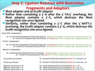 Step 2: Ligation Reaction with Restriction
Fragments and Adaptors
MseI adaptor and an EcoRI adaptor
Rather than containing a 3 -A after the 5 -TA-3 overhang, the′ ′ ′
MseI adaptor contains a 3 -C, which destroys the MseI′
recognition site once ligated.
Similarly, rather than containing a 3 -C after the 5 -AATT-3′ ′ ′
overhang, the EcoRI adaptor contains a 3 -G, which destroys the′
EcoRI recognition site once ligated.
 
