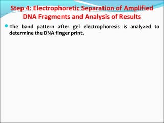 Step 4: Electrophoretic Separation of Amplified
DNA Fragments and Analysis of Results
The band pattern after gel electrophoresis is analyzed to
determine the DNA finger print.
 