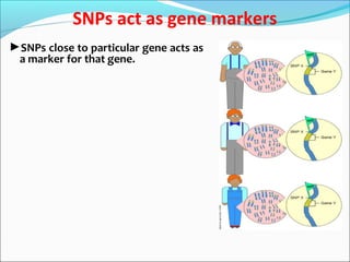 SNPs act as gene markers
►SNPs close to particular gene acts as
a marker for that gene.
 