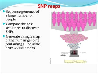 SNP maps
►Sequence genomes of
a large number of
people
►Compare the base
sequences to discover
SNPs.
►Generate a single map
of the human genome
containing all possible
SNPs => SNP maps
 