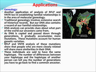  Genealogy:
 Another application of analysis of RFLP and
VNTR loci in establishing familial relationships is
in the area of molecular genealogy.
 Traditional genealogy involves extensive search
of historical records. But our DNA also contains
a record of our familial relationships.
 DNA analysis can provide clues about what part
of the world our ancestors came from.
 As DNA is copied and passed down through
generations, it gradually accumulates more
mutations. These mutations account for human
genetic variation.
 RFLP and VNTR analysis of these mutations
show that people who are more closely related
will share more similarities in their DNA.
 These individuals are said to have the same
haplotype. The number of differences between
your haplotype and the haplotype of another
person can tell you the number of generations
you have to go back to find a common ancestor.
Applications
 