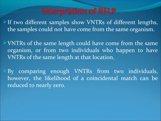 If two different samples show VNTRs of different lengths,
the samples could not have come from the same organism.
VNTRs of the same length could have come from the same
organism, or from two individuals who happen to have
VNTRs of the same length at that location.
By comparing enough VNTRs from two individuals,
however, the likelihood of a coincidental match can be
reduced to nearly zero.
 