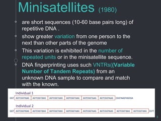 Minisatellite Example Dna fingerprinting | PPTX