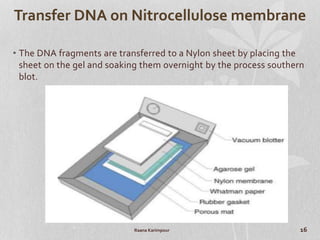 Dna finger printing | PPTX
