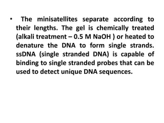 • The minisatellites separate according to
their lengths. The gel is chemically treated
(alkali treatment – 0.5 M NaOH ) or heated to
denature the DNA to form single strands.
ssDNA (single stranded DNA) is capable of
binding to single stranded probes that can be
used to detect unique DNA sequences.
 
