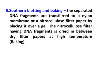5.Southern blotting and baking – the separated
DNA fragments are transferred to a nylon
membrane or a nitrocellulose filter paper by
placing it over a gel. The nitrocellulose filter
having DNA fragments is dried in between
dry filter papers at high temperature
(Baking).
 
