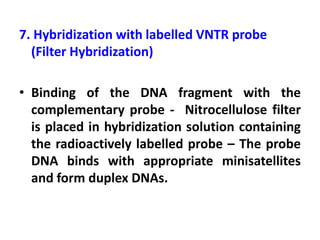7. Hybridization with labelled VNTR probe
(Filter Hybridization)
• Binding of the DNA fragment with the
complementary probe - Nitrocellulose filter
is placed in hybridization solution containing
the radioactively labelled probe – The probe
DNA binds with appropriate minisatellites
and form duplex DNAs.
 