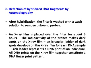 8. Detection of hybridized DNA fragments by
Autoradiography
• After hybridization, the filter is washed with a wash
solution to remove unbound probes.
• An X-ray film is placed over the filter for about 3
hours – The radioactivity of the probes makes dark
spots on the X-ray film – an irregular ladder of dark
spots develops on the X-ray film for each DNA sample
– Each ladder represents a DNA print of an individual.
All DNA prints on the X-ray film together constitute a
DNA finger print pattern.
 