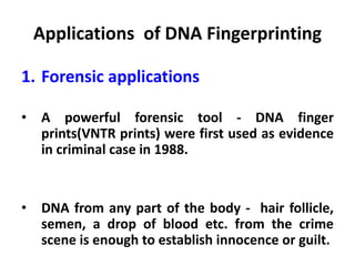 Applications of DNA Fingerprinting
1. Forensic applications
• A powerful forensic tool - DNA finger
prints(VNTR prints) were first used as evidence
in criminal case in 1988.
• DNA from any part of the body - hair follicle,
semen, a drop of blood etc. from the crime
scene is enough to establish innocence or guilt.
 