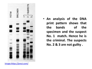 • An analysis of the DNA
print pattern shows that
the bands of the
specimen and the suspect
No. 1 match. Hence he is
the criminal. The suspects
No. 2 & 3 are not guilty .
Image:https://prezi.com/
 